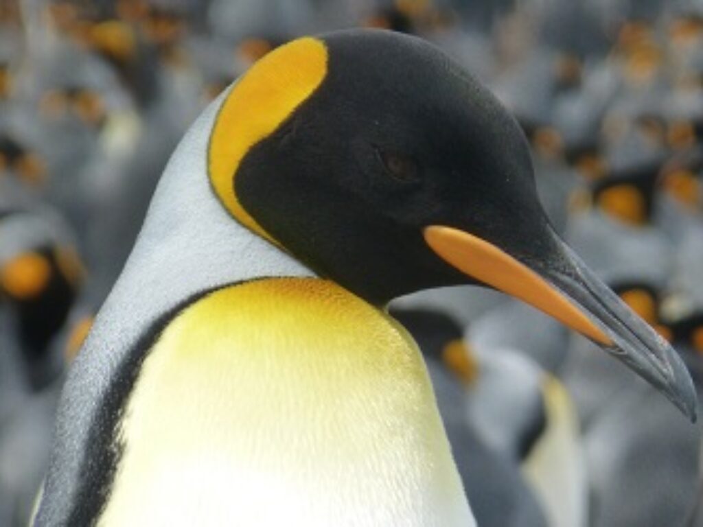 ARG_Falkland_Kingpenguin_KM_free