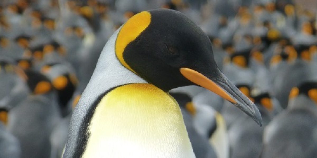 ARG_Falkland_Kingpenguin_KM_free