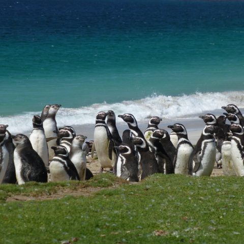 ARG_Falkland_FamTrip15_KM_free