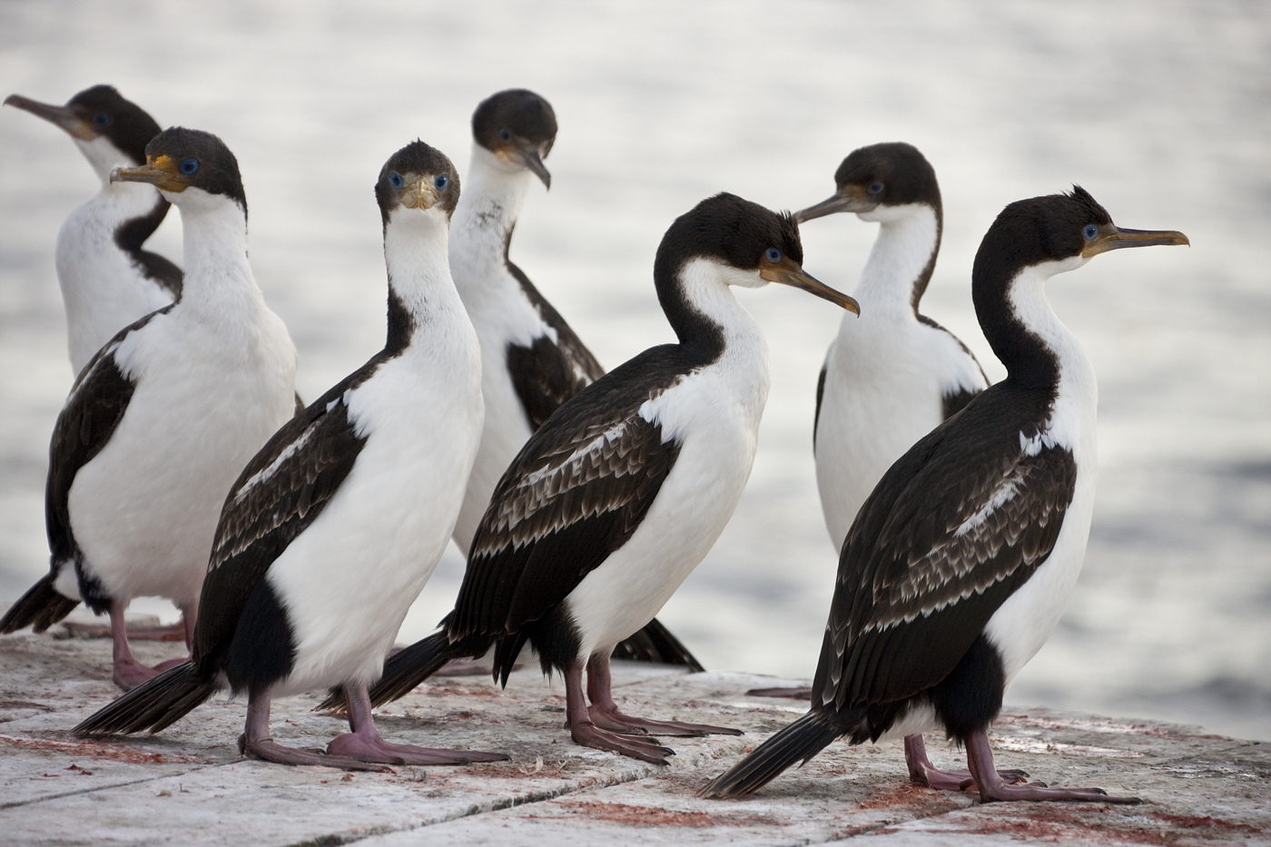 FAL_CormorantPebbleIsland_shutterstock152445497_free