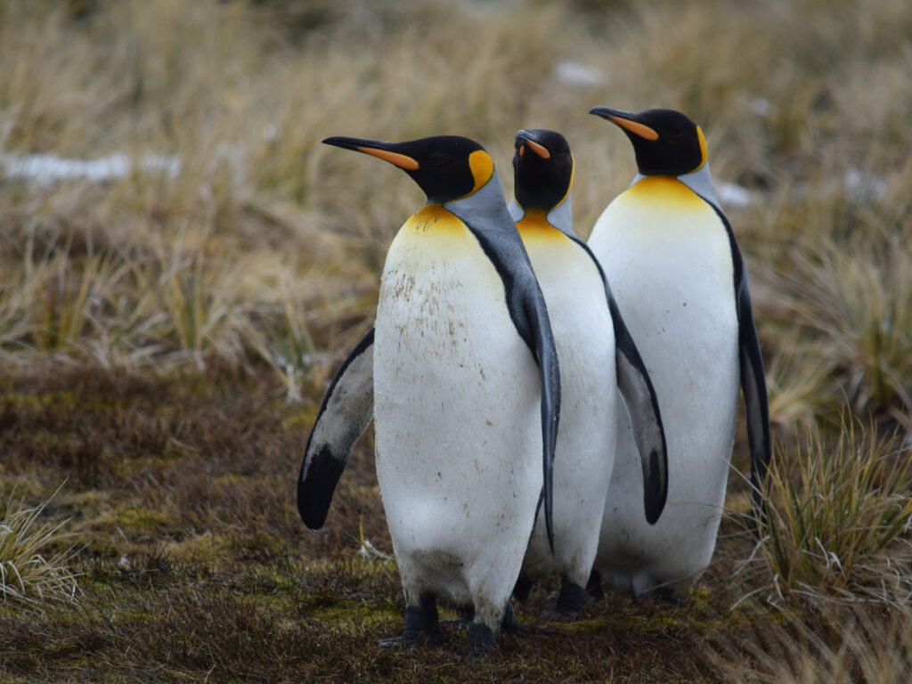 FAL_Penguins_CJ_free (1)