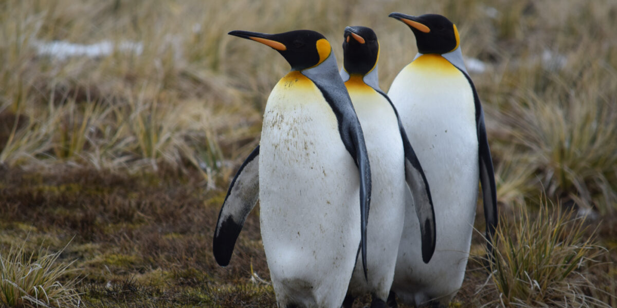 FAL_Penguins_CJ_free (1)