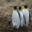 FAL_Penguins_CJ_free (1)