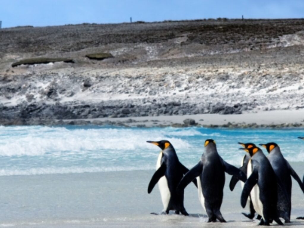 FI_Kingpenguins_shutterstock48261850_freewithcredit
