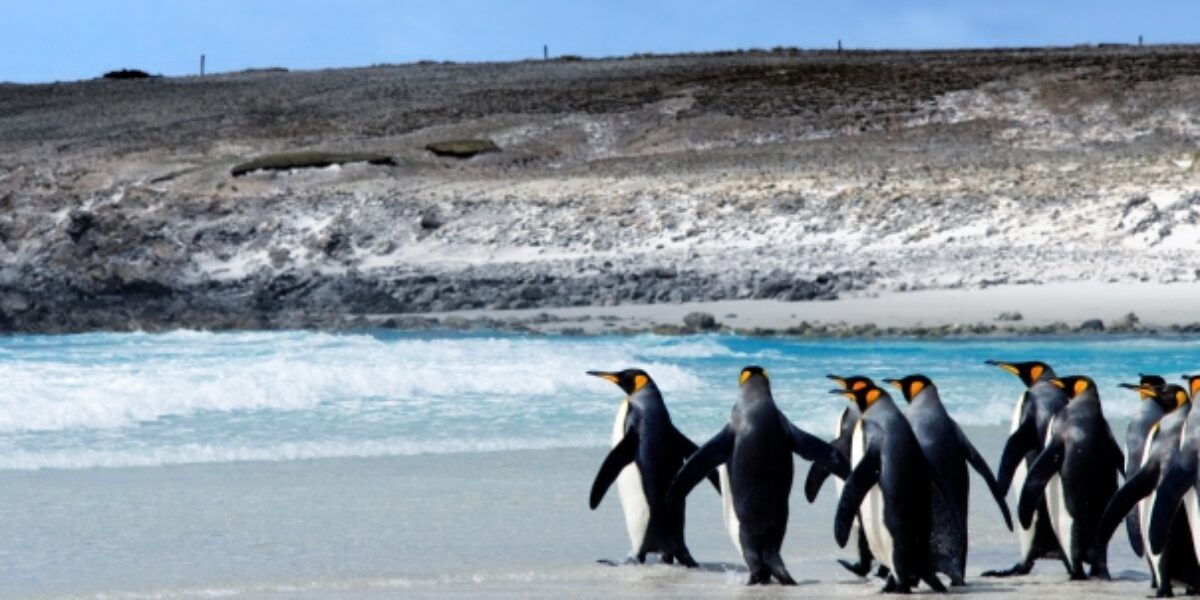 FI_Kingpenguins_shutterstock48261850_freewithcredit