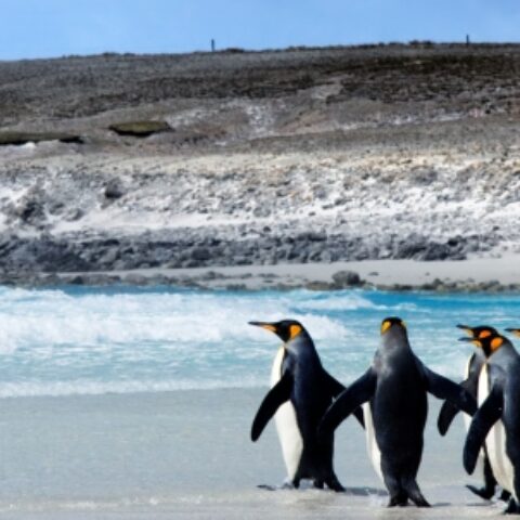 FI_Kingpenguins_shutterstock48261850_freewithcredit