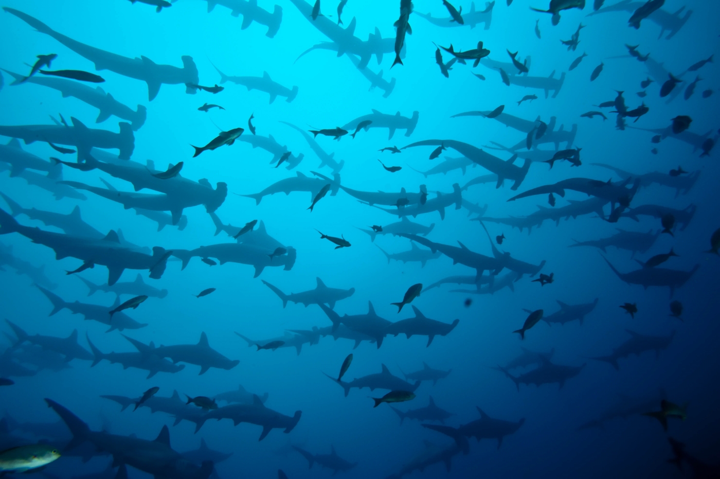 GAL_Fernandina_ShutterStock