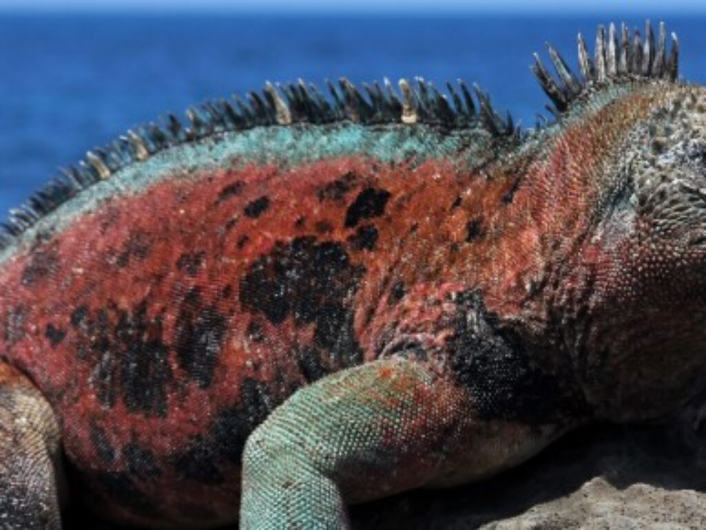 GAL_iguana_shutterstock_68361082_freewithcredit
