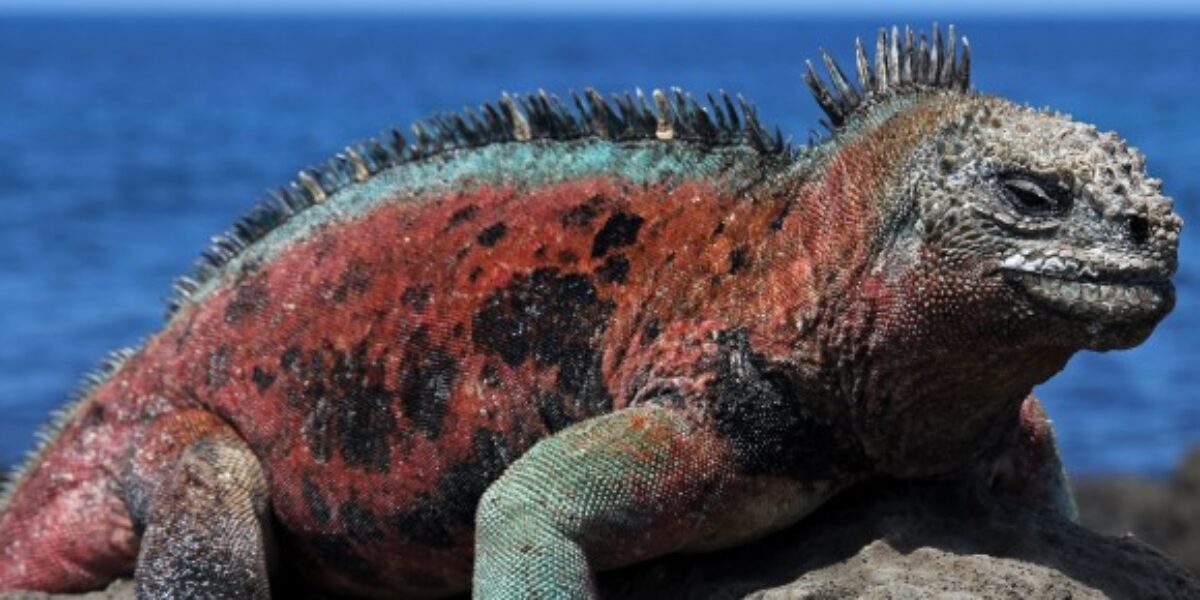 GAL_iguana_shutterstock_68361082_freewithcredit