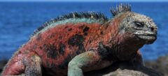 GAL_iguana_shutterstock_68361082_freewithcredit