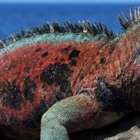 GAL_iguana_shutterstock_68361082_freewithcredit