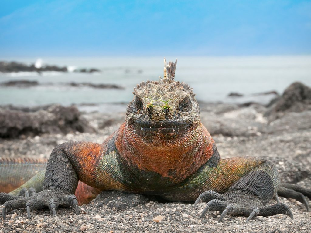 GAL_MarineIguana_shutterstock171898274_freewithcredit