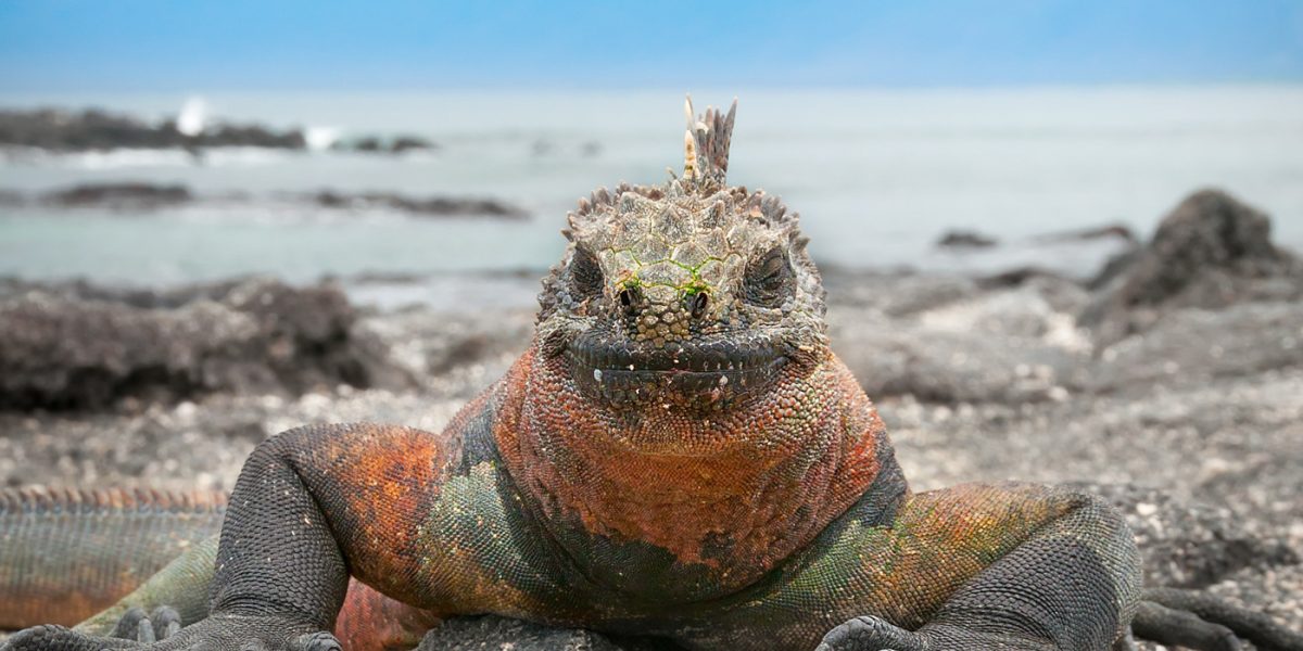 GAL_MarineIguana_shutterstock171898274_freewithcredit