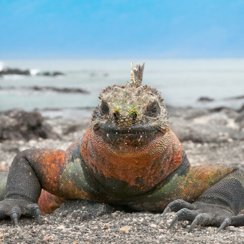 GAL_MarineIguana_shutterstock171898274_freewithcredit