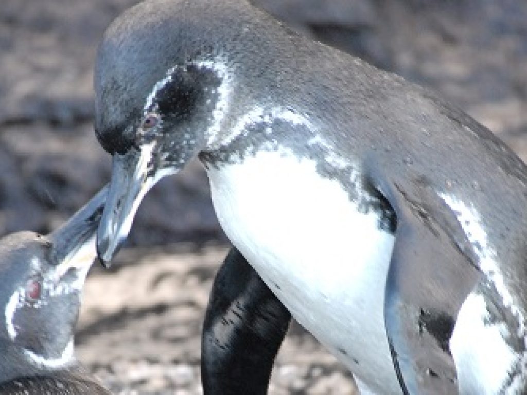 gal_penguin