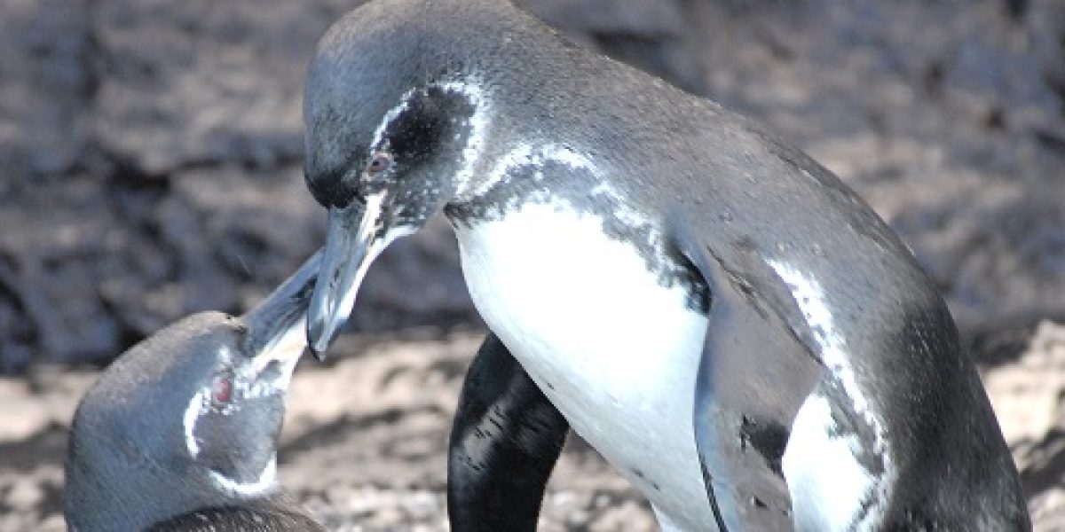 gal_penguin