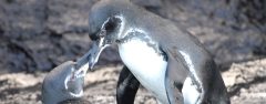 gal_penguin