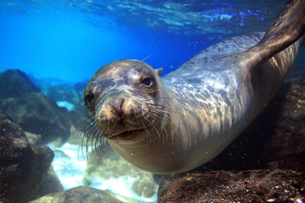 A sealion