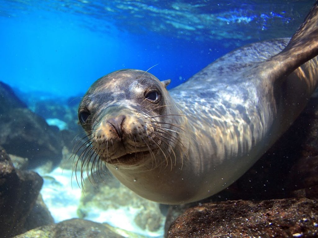 A sealion