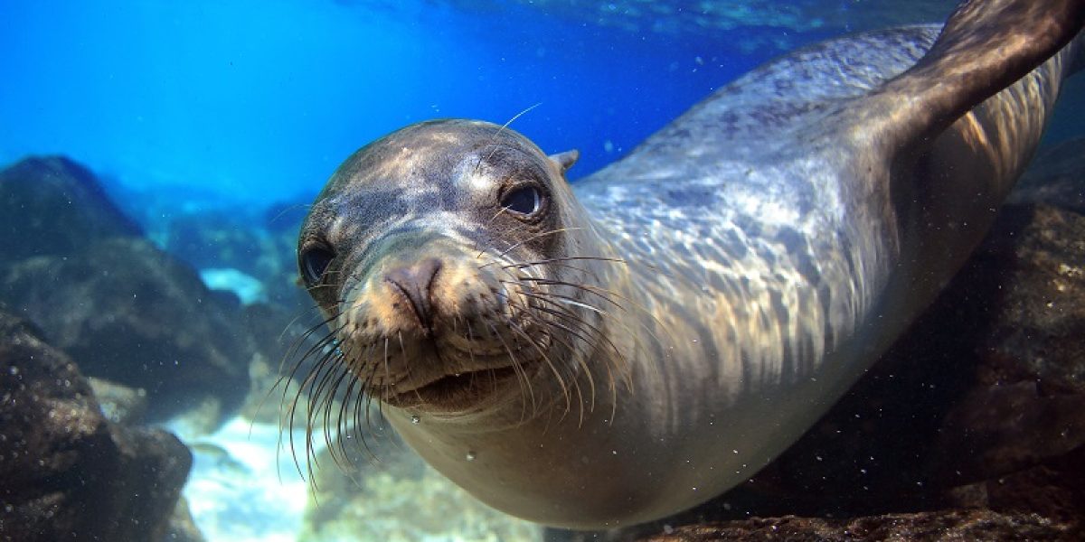 A sealion