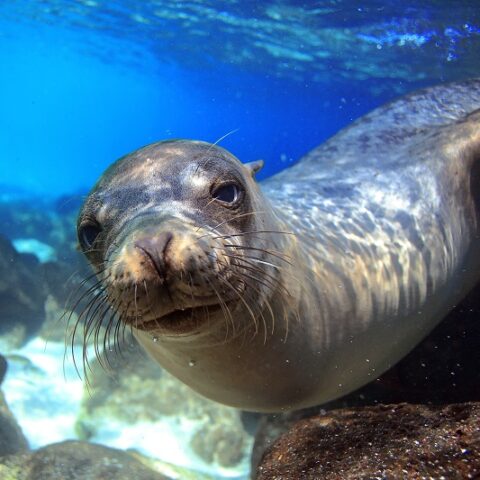 A sealion
