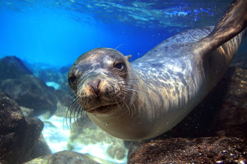 A sealion