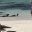GAL_TheReallyWildShow_WillR_free