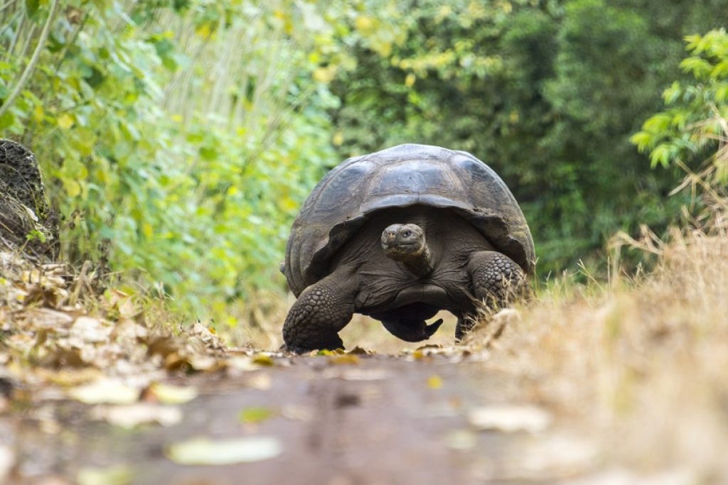 GalapagosIslands_SantaCruzIsland_ShutterStock-5