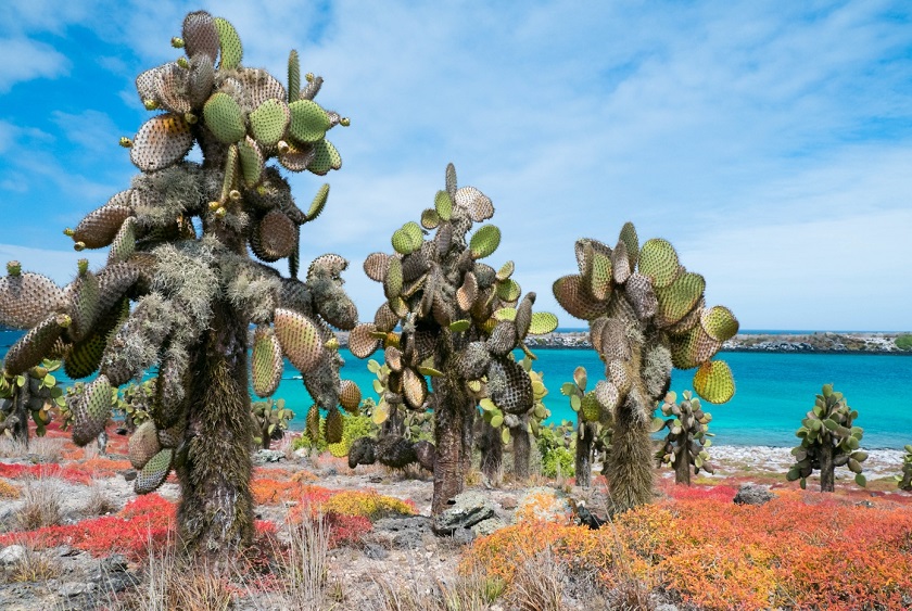 GalapagosIslands_SouthPlaza