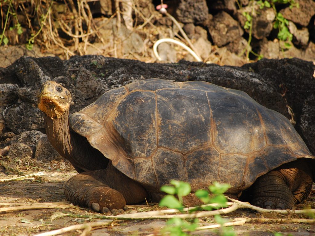 GPS_GiantTortoise_MN_free