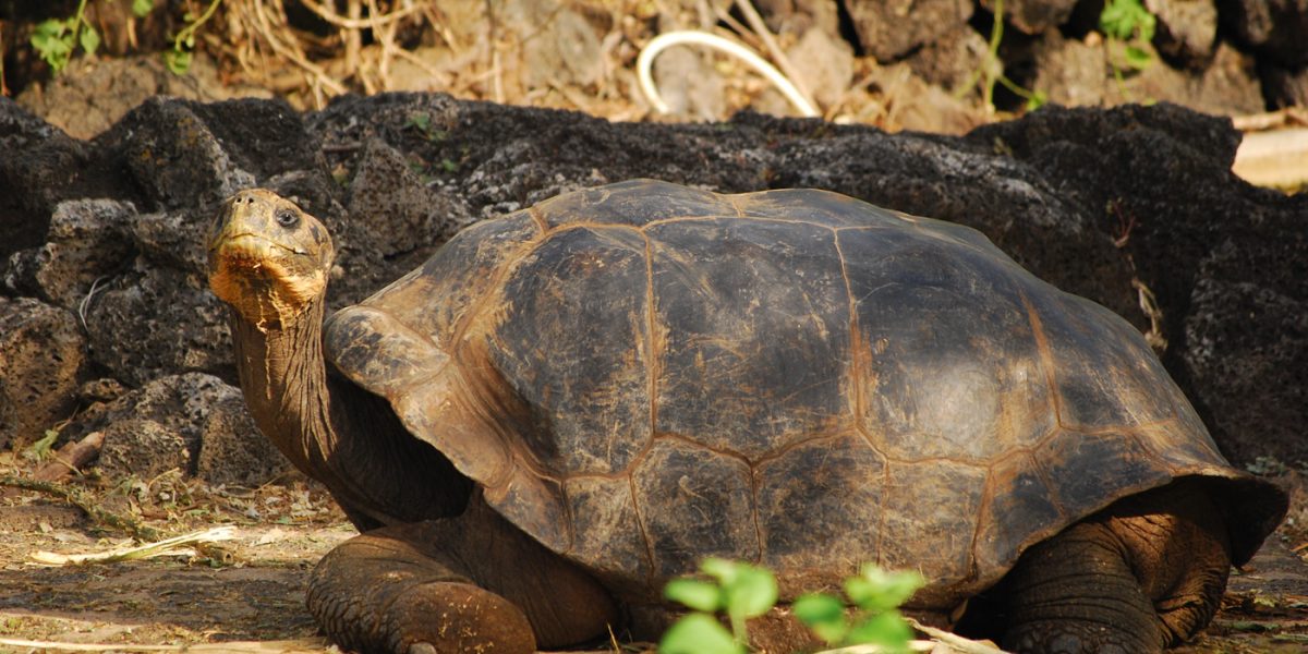 GPS_GiantTortoise_MN_free