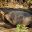 GPS_GiantTortoise_MN_free