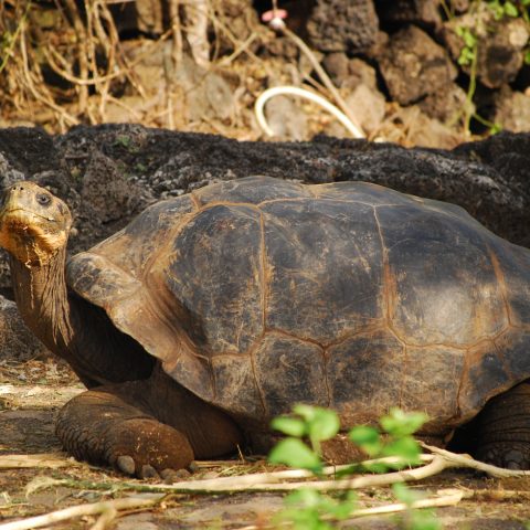 GPS_GiantTortoise_MN_free