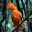 GUY_CloseEncounterWithTheBirdKing_CockOfTheRock_IM_free
