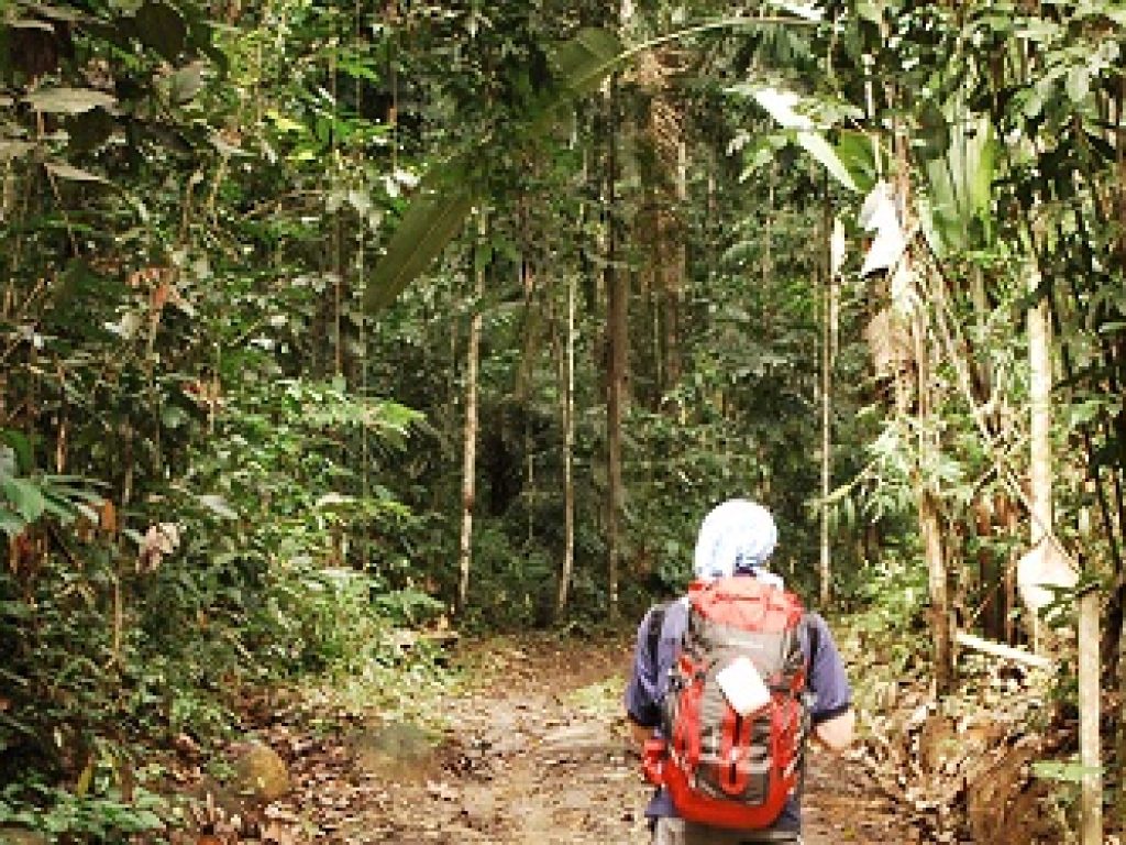 GUY_TrailBlazingThroughTheGuianas_TP_free