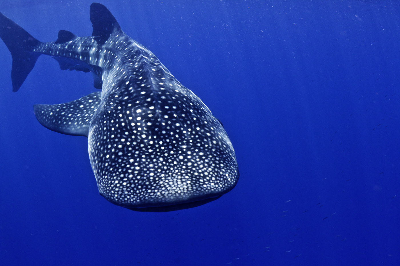 HON_SharkWhale_Underwater_shutterstock_77005678_freewithcredit