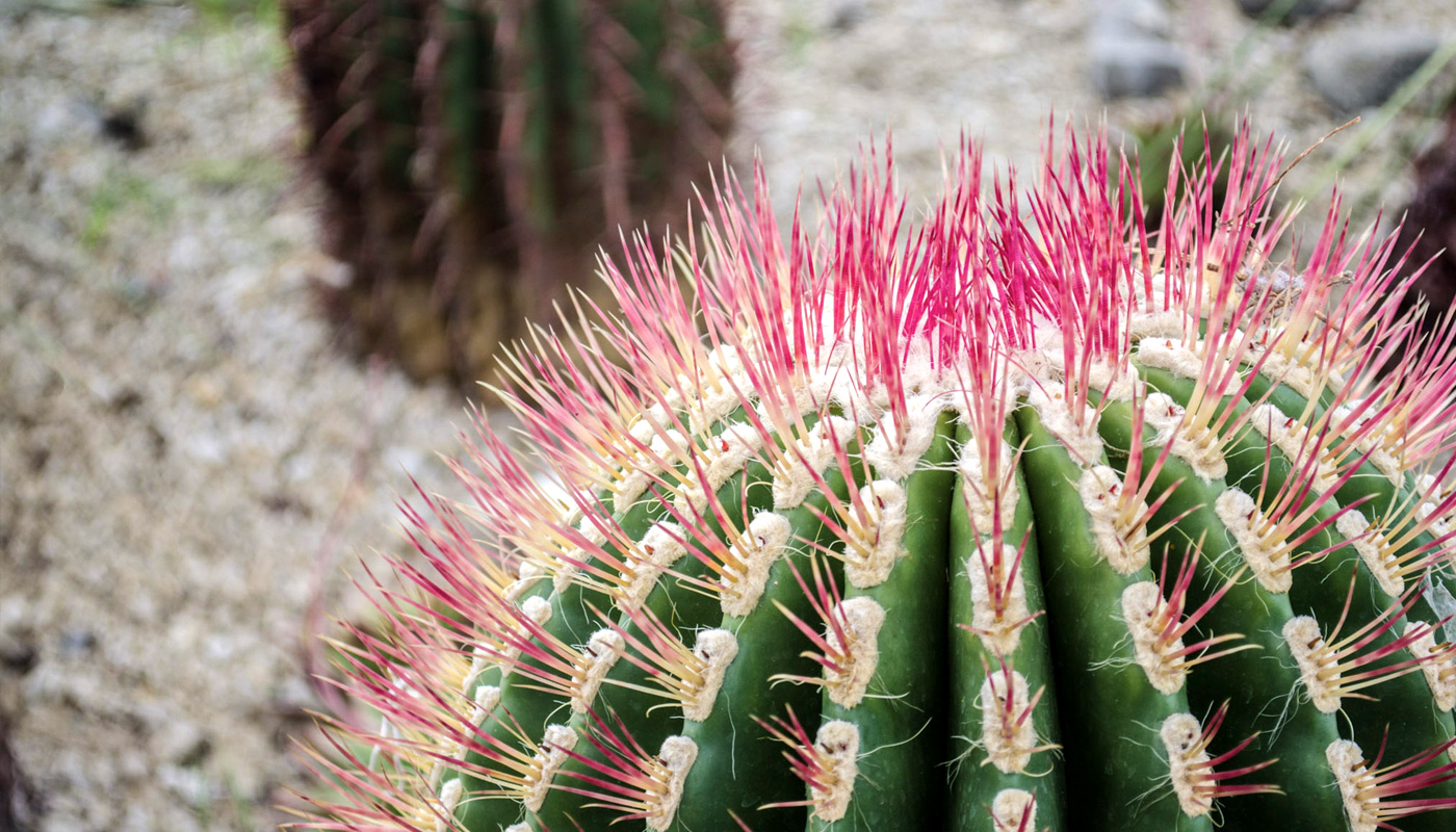 gardens-of-mexico-cactus-2