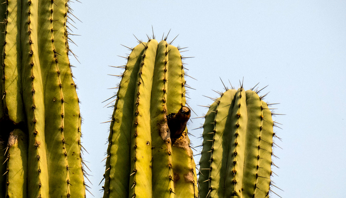gardens-of-mexico-cactus