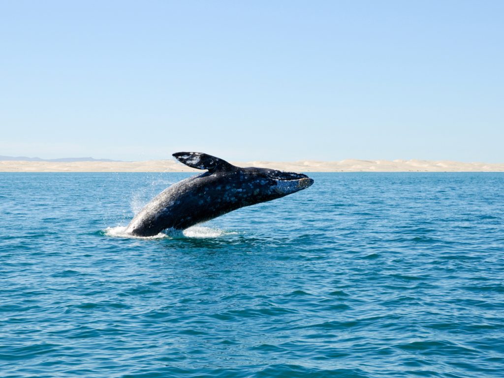 MEX_BajaGreyWhale_iStock000010548700_free