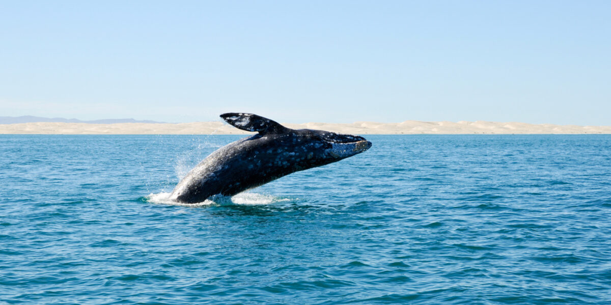 MEX_BajaGreyWhale_iStock000010548700_free