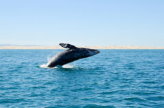 MEX_BajaGreyWhale_iStock000010548700_free