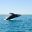 MEX_BajaGreyWhale_iStock000010548700_free