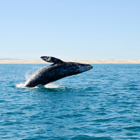 MEX_BajaGreyWhale_iStock000010548700_free