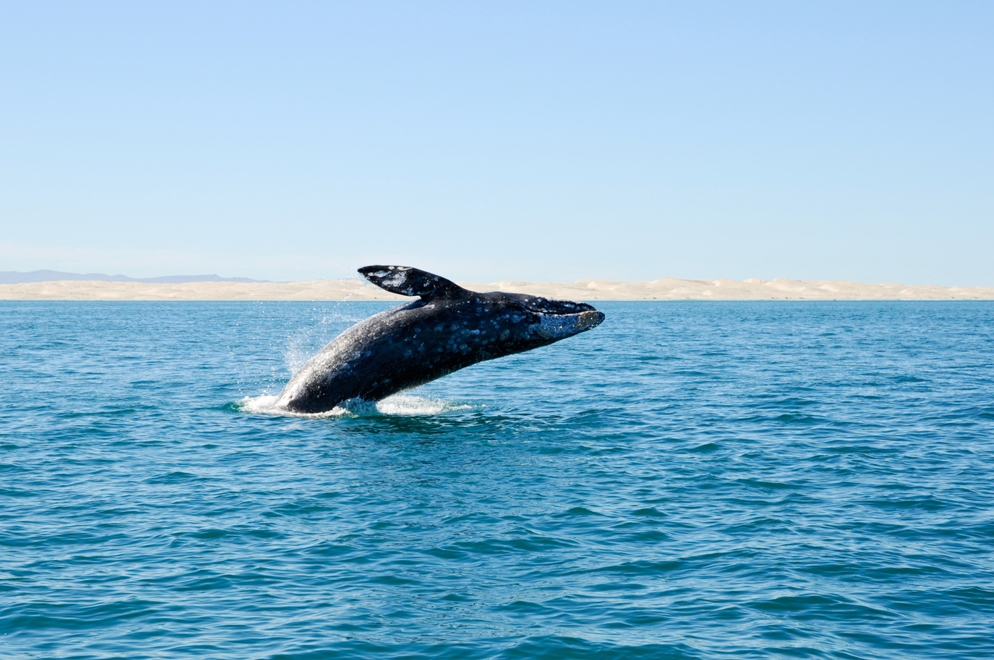 MEX_BajaGreyWhale_iStock000010548700_free