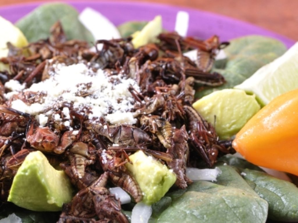 MEX_grasshoppersCropped_shutterstock_freewithcredit