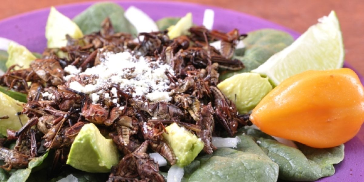 MEX_grasshoppersCropped_shutterstock_freewithcredit