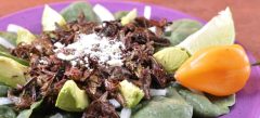 MEX_grasshoppersCropped_shutterstock_freewithcredit
