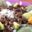 MEX_grasshoppersCropped_shutterstock_freewithcredit