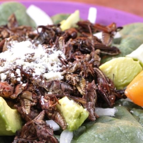 MEX_grasshoppersCropped_shutterstock_freewithcredit