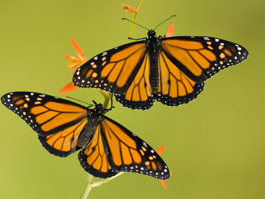 Mex_Monarch butterflies_istock_paid